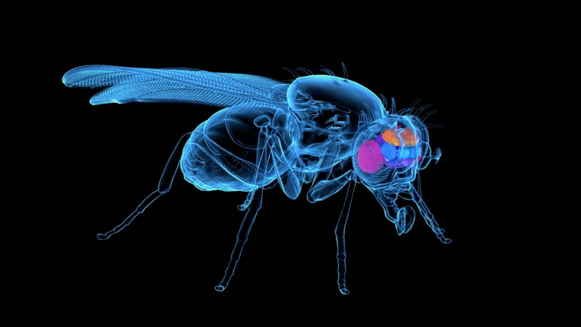 fruit fly brain